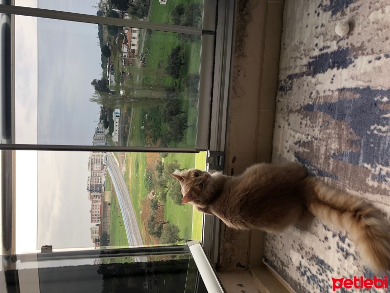 Sarman, Kedi  Latte fotoğrafı