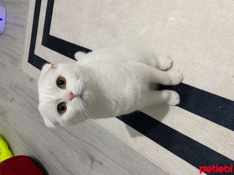 Scottish Fold, Kedi  Mia fotoğrafı