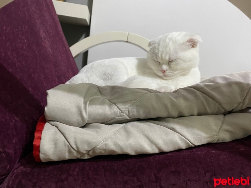 Scottish Fold, Kedi  Mia fotoğrafı