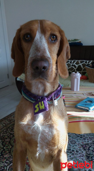 Pointer, Köpek  su fotoğrafı