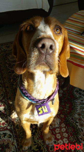 Pointer, Köpek  su fotoğrafı