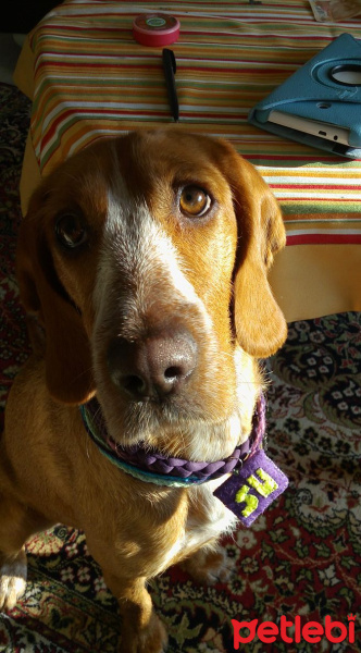 Pointer, Köpek  su fotoğrafı