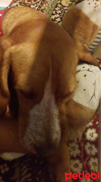 Pointer, Köpek  su fotoğrafı