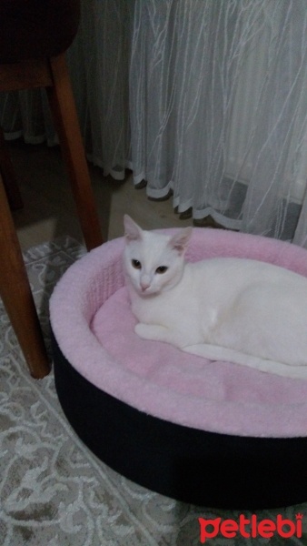 Ankara Kedisi, Kedi  Pamuk fotoğrafı