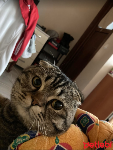 Scottish Fold, Kedi  Miyav fotoğrafı