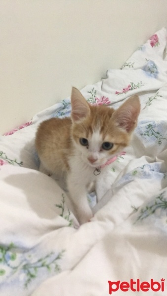 Sarman, Kedi  Pamuk fotoğrafı