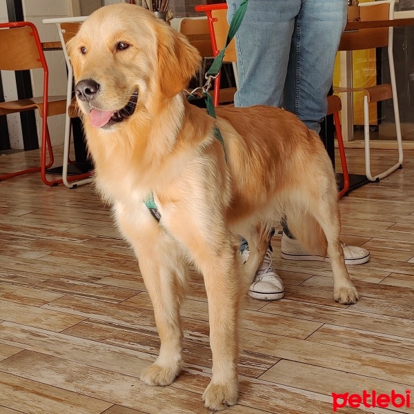 Golden Retriever, Köpek  Ayaz fotoğrafı