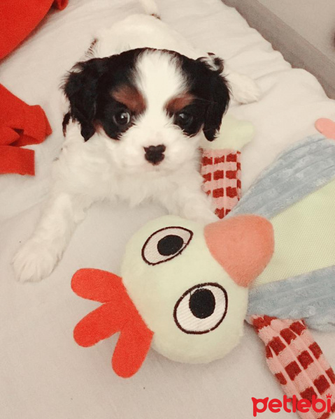 Cavalier King Charles Spanieli, Köpek  Tofi fotoğrafı