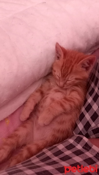 Sarman, Kedi  Boncuk fotoğrafı