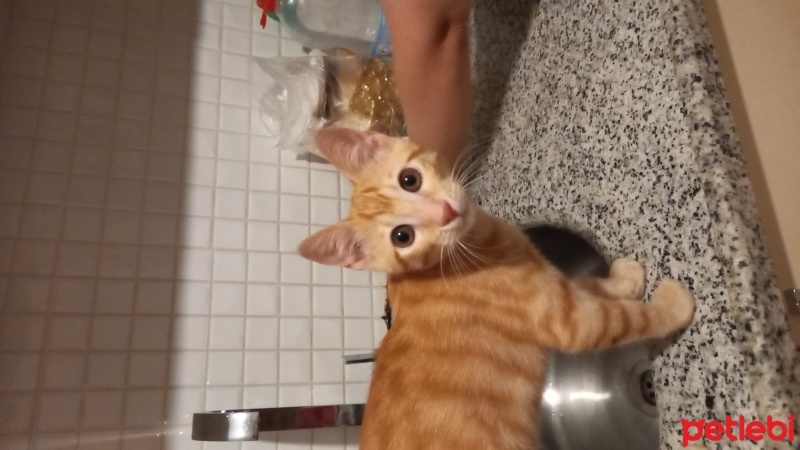 Sarman, Kedi  Boncuk fotoğrafı