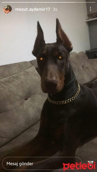 Doberman Pinscher, Köpek  Luna fotoğrafı