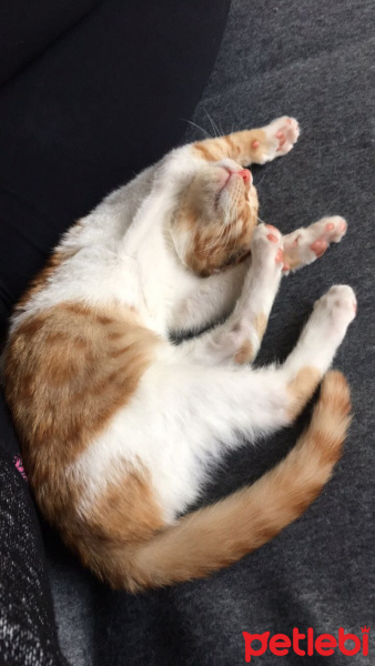 Abyssinian, Kedi  Odin fotoğrafı