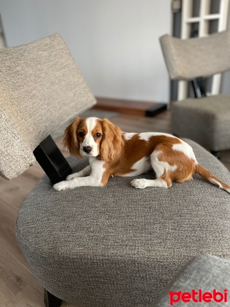 Cavalier King Charles Spanieli, Köpek  Winnie fotoğrafı