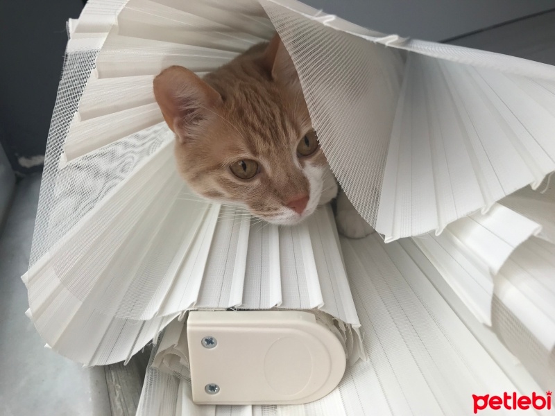 Sarman, Kedi  Miya fotoğrafı