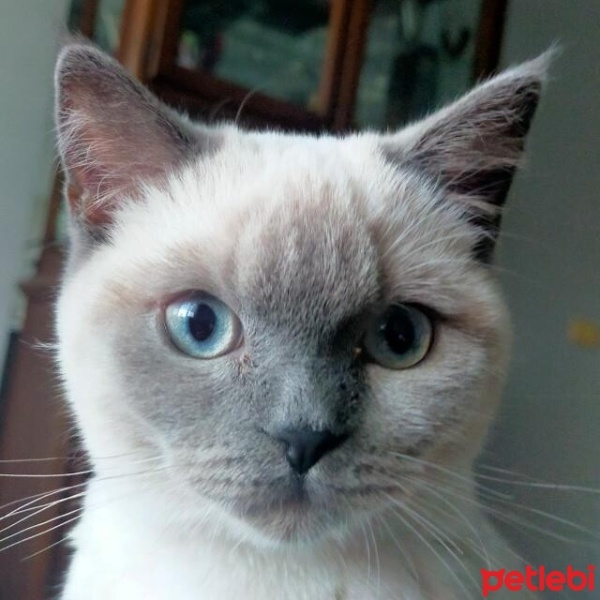 British Shorthair, Kedi  Mia fotoğrafı