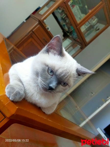 British Shorthair, Kedi  Mia fotoğrafı