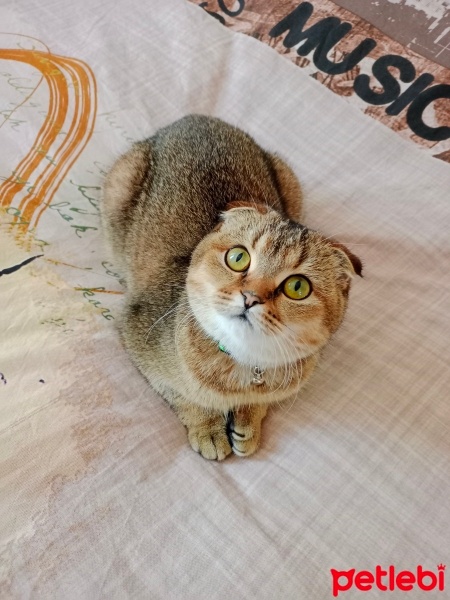 Scottish Fold, Kedi  Mia fotoğrafı