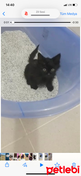 Tekir Kedi, Kedi  Zeytin fotoğrafı