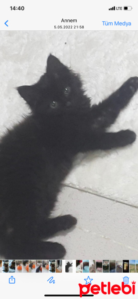 Tekir Kedi, Kedi  Zeytin fotoğrafı