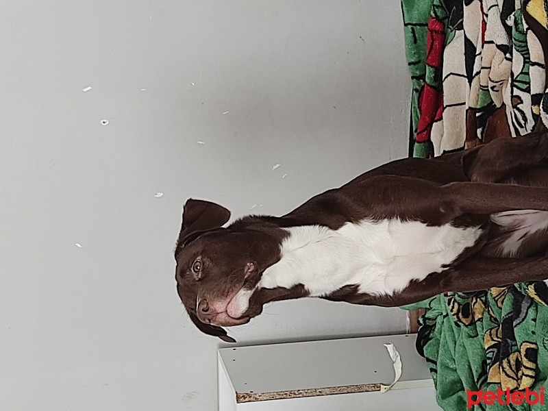 Amerikan Pitbull Terrier, Köpek  Angela fotoğrafı