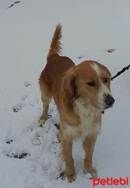 Golden Retriever, Köpek  Blondi fotoğrafı