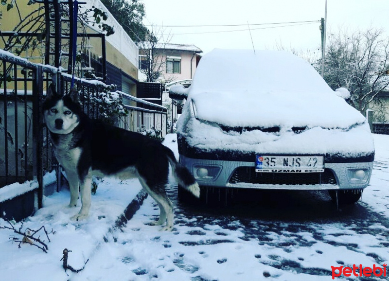 Sibirya Kurdu (Husky), Köpek  Kral fotoğrafı