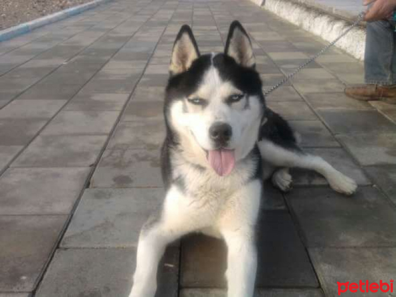 Sibirya Kurdu (Husky), Köpek  Kral fotoğrafı