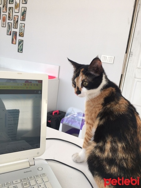 Tekir Kedi, Kedi  Diana fotoğrafı