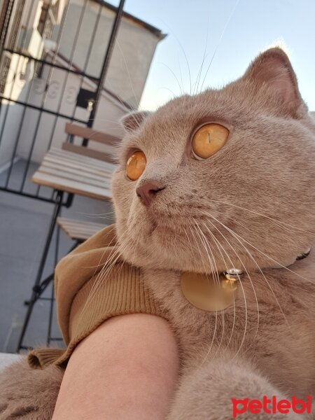 Scottish Fold, Kedi  Yulaf fotoğrafı