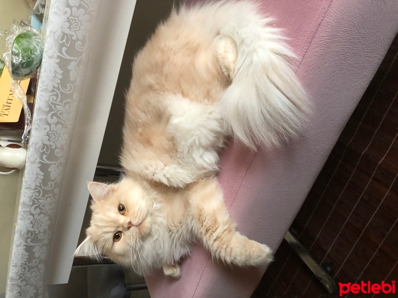 Chinchilla, Kedi  Sherlock fotoğrafı