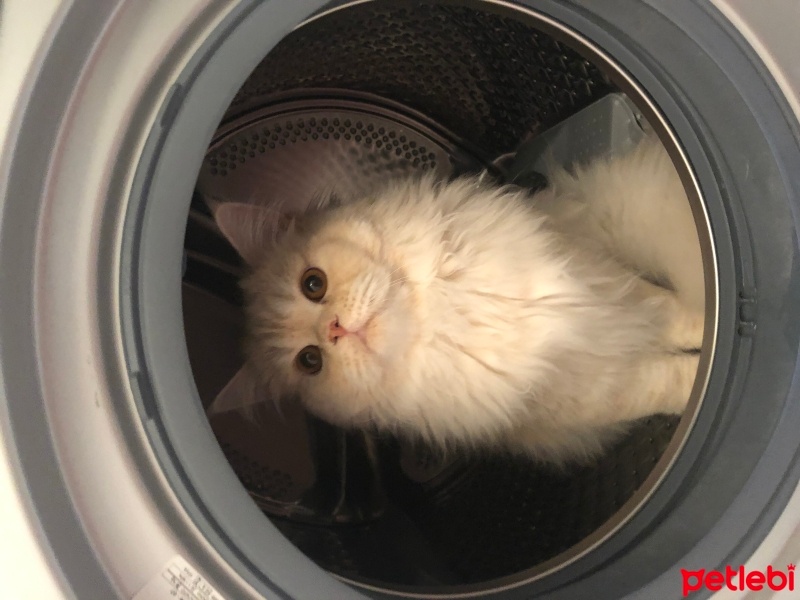 Chinchilla, Kedi  Sherlock fotoğrafı