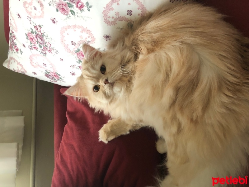 Chinchilla, Kedi  Sherlock fotoğrafı