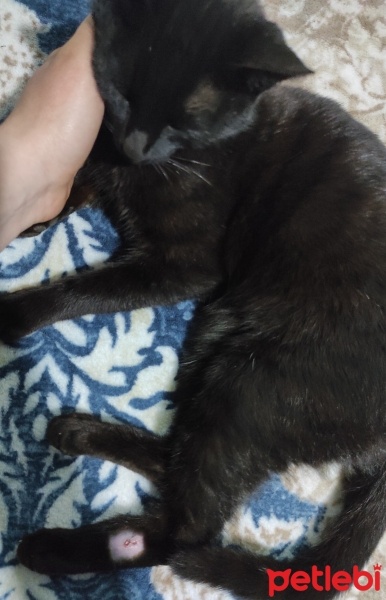 Tekir Kedi, Kedi  Kömür fotoğrafı