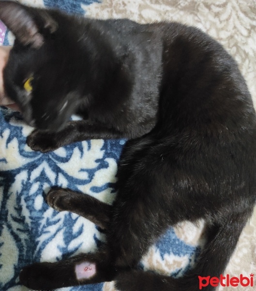 Tekir Kedi, Kedi  Kömür fotoğrafı