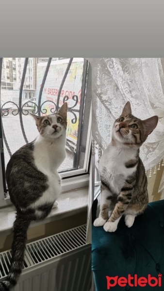 American Wirehair, Kedi  Boncuk ve Kuzey fotoğrafı