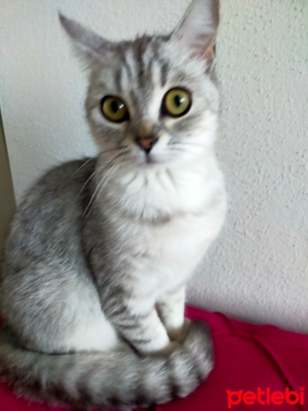 Scottish Fold, Kedi  Prenses fotoğrafı