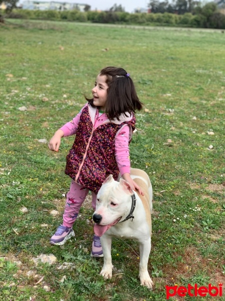 Amerikan Staffordshire Terrier, Köpek  Pablo fotoğrafı