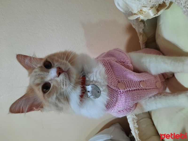 Ankara Kedisi, Kedi  Şeri, sakız, somun, kekik, nane, limon, mavi, mimi fotoğrafı