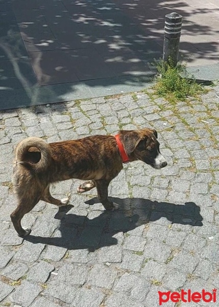 Sokö (Sokak Köpeği), Köpek  jojo fotoğrafı