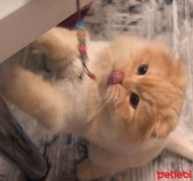 Scottish Fold, Kedi  Çiko fotoğrafı