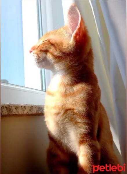 Sarman, Kedi  Tarçın fotoğrafı