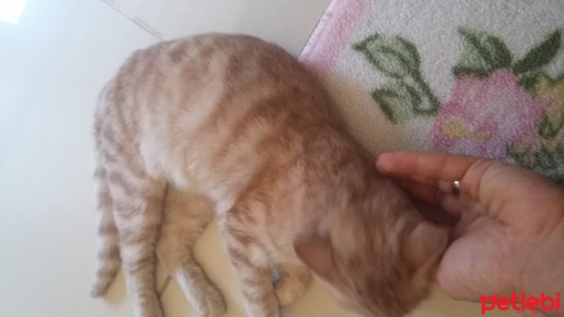 Tekir Kedi, Kedi  MİYA fotoğrafı