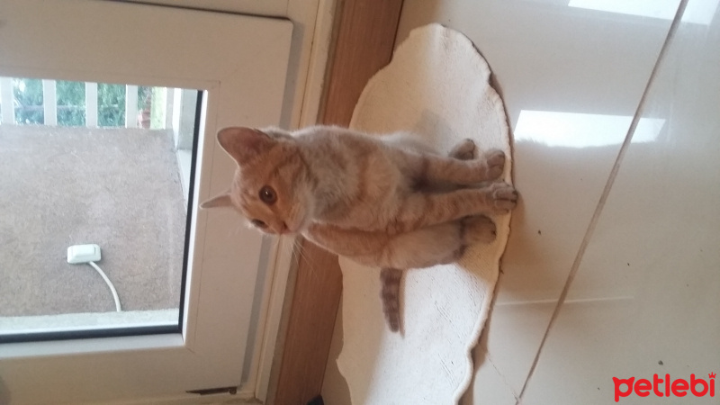 Tekir Kedi, Kedi  MİYA fotoğrafı