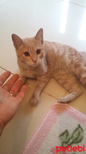 Tekir Kedi, Kedi  MİYA fotoğrafı