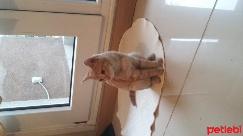Tekir Kedi, Kedi  MİYA fotoğrafı