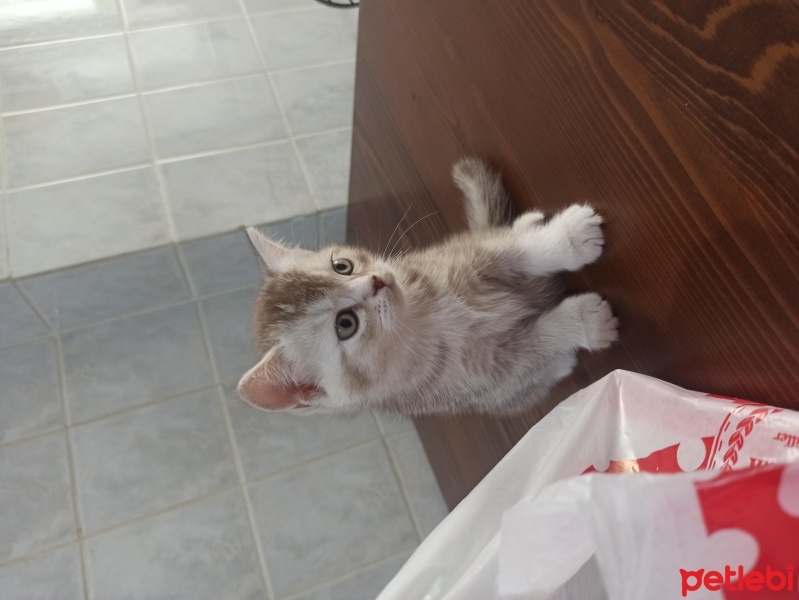 British Shorthair, Kedi  İncir fotoğrafı