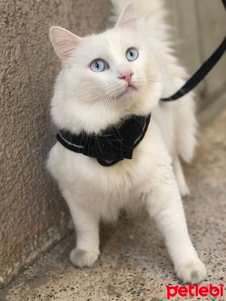 Ankara Kedisi, Kedi  Nova fotoğrafı