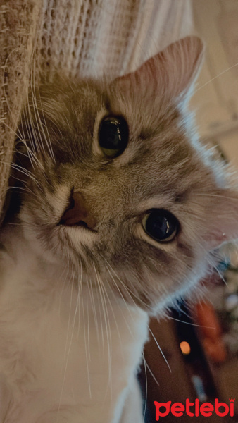 Norwegian Forest, Kedi  Tüğüsük fotoğrafı