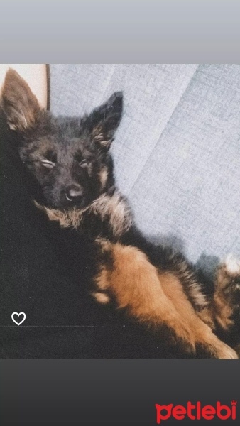 Alman Çoban Köpeği, Köpek  Eva fotoğrafı