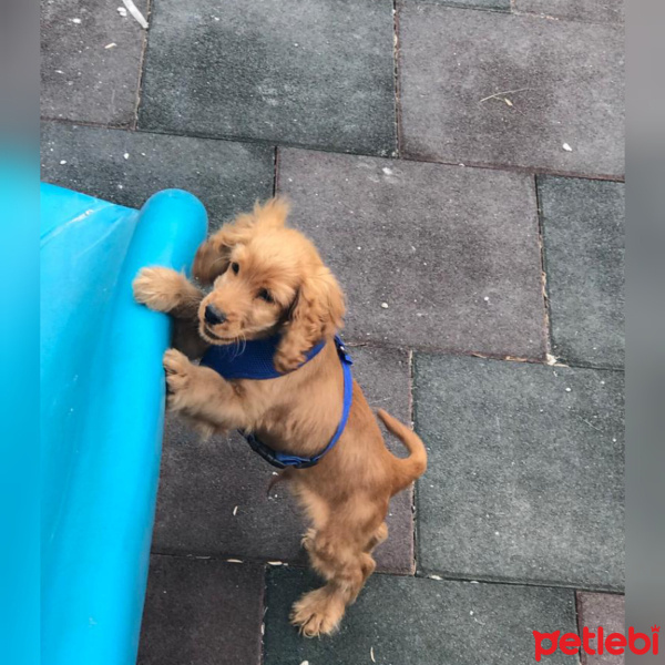 Amerikan Cocker Spaniel, Köpek  Faruk fotoğrafı